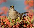 _0SB0997 golden-crowned sparrow